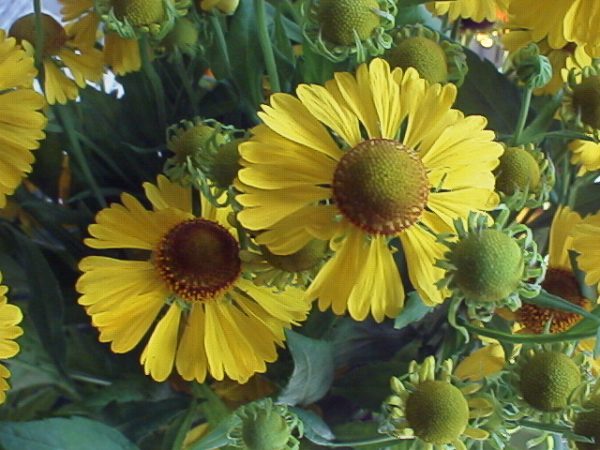 Helenium Goldrausch