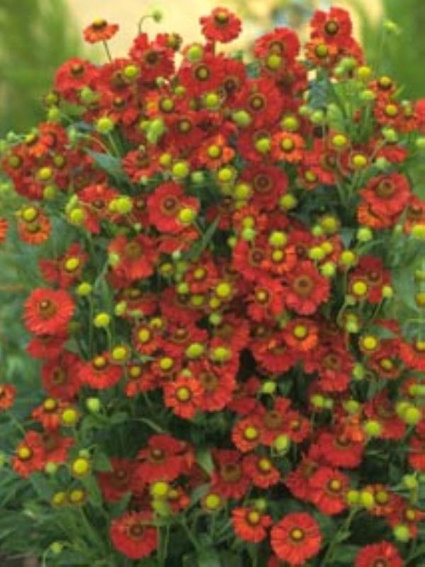 Helenium Indianersummer
