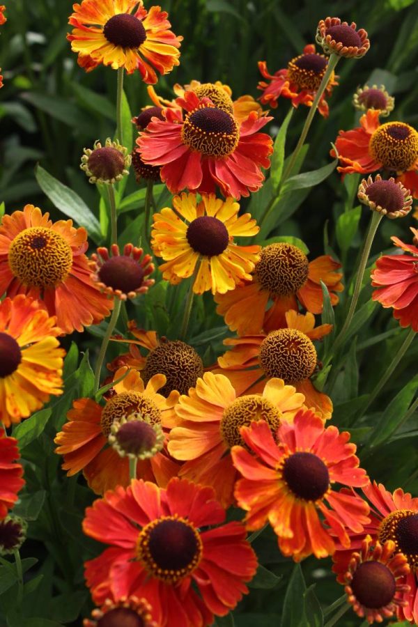 Helenium Mardi Grass
