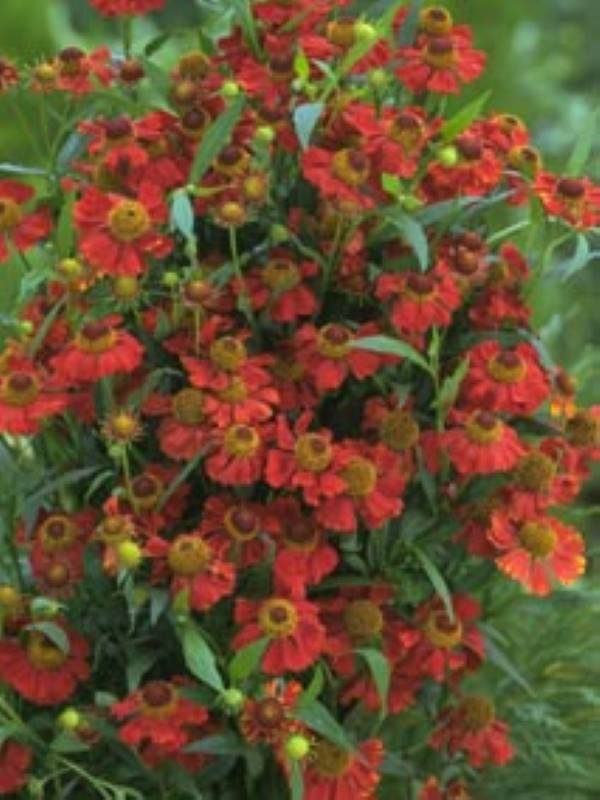 Helenium Rubinzwerg