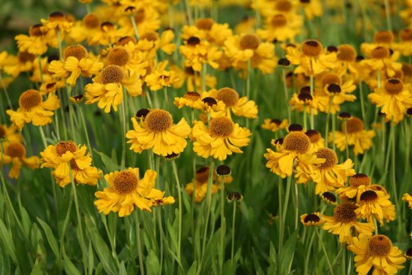 Helenium The Bishop