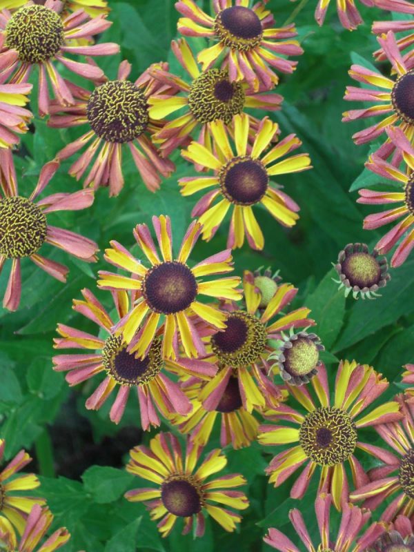 Helenium Tie Dye