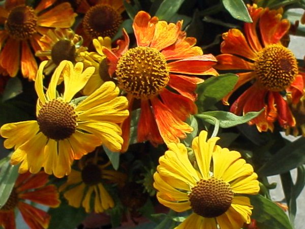 Helenium Waltraut