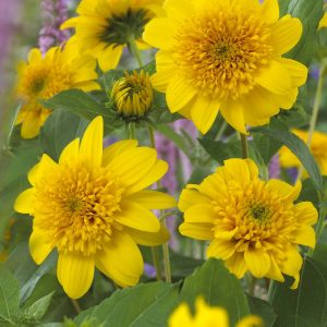 Helianthus decapetalis Happy Days