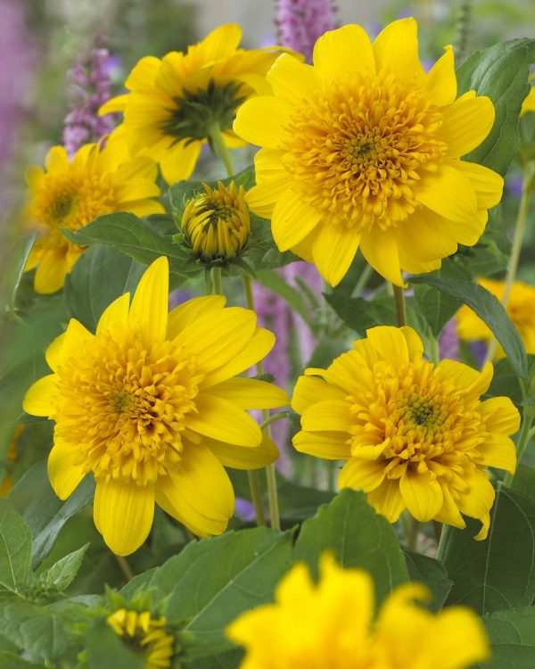 Helianthus decapetalis Happy Days