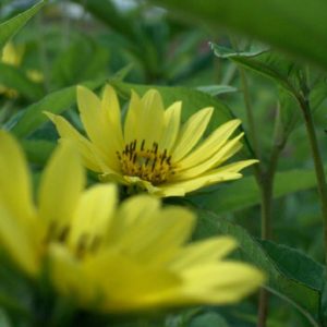 Helianthus Hybrid Lemon Queen