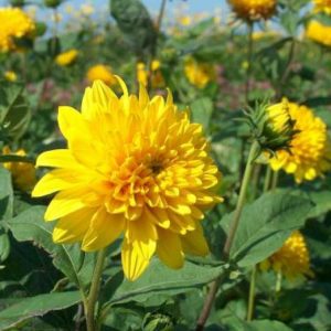 Helianthus Hybrid Loddon Gold