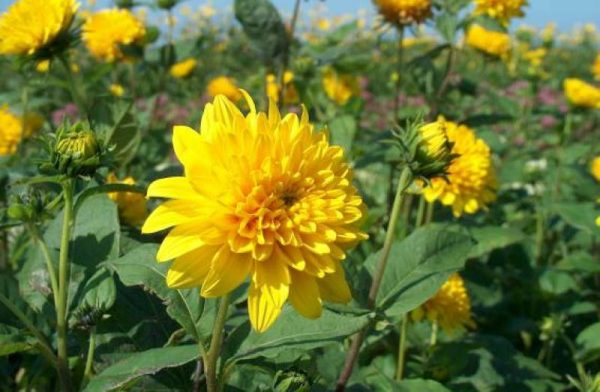 Helianthus Hybrid Loddon Gold