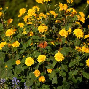 Helianthus Sunshine Daydream