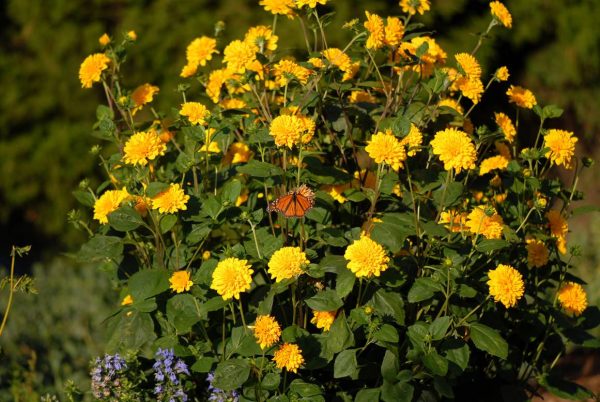 Helianthus Sunshine Daydream