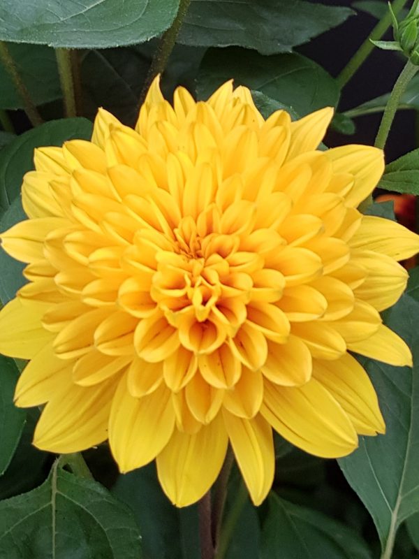 Helianthus Sunshine Daydream - Image 2
