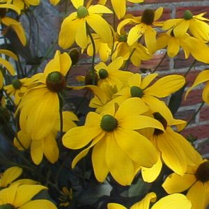 Helianthus salicifolius