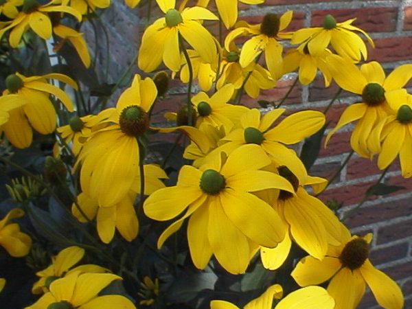 Helianthus salicifolius