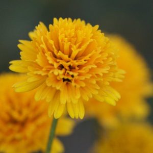 Heliopsis Asahi