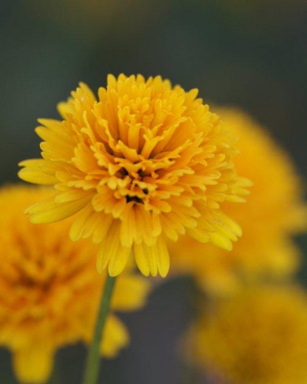 Heliopsis Asahi