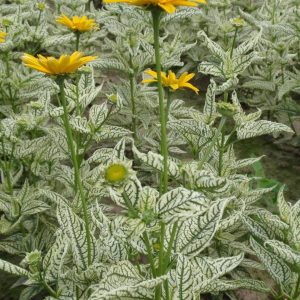 Heliopsis Lorraine Sunshine®