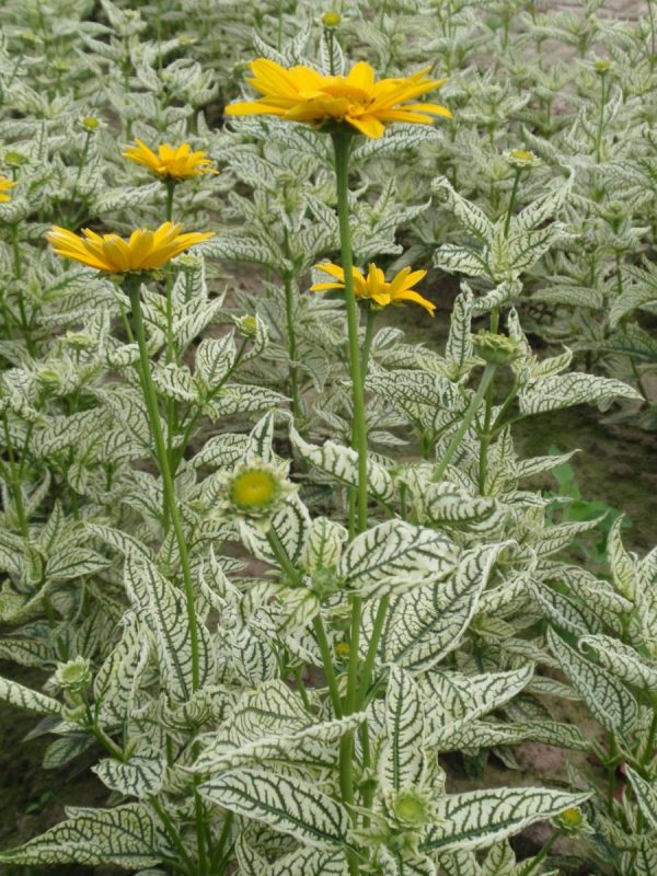 Heliopsis Lorraine Sunshine®