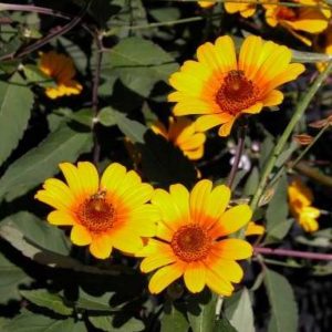 Heliopsis Summer Nights