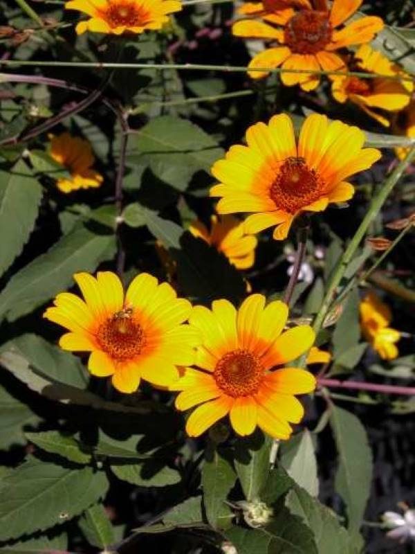 Heliopsis Summer Nights