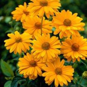 Heliopsis Venus