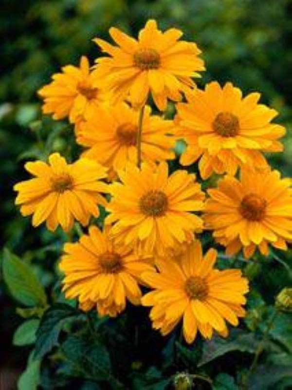 Heliopsis Venus