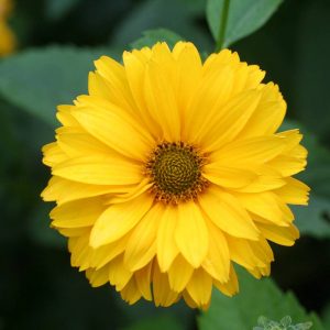 Heliopsis var. Scabra