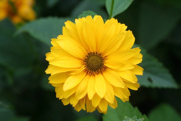 Heliopsis var. Scabra