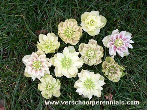 Helleborus Golden Discovery®