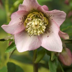 Helleborus Pretty Ellen Pink®