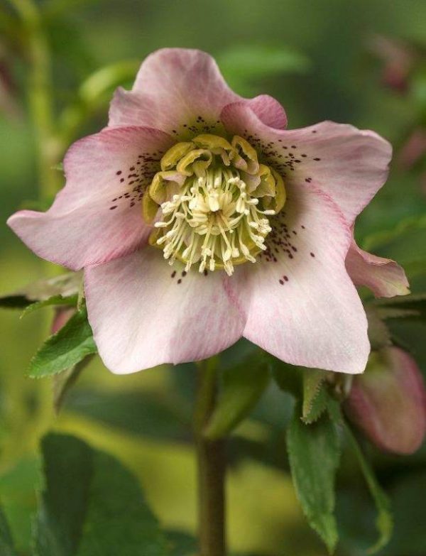 Helleborus Pretty Ellen Pink®