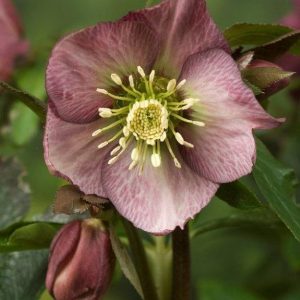 Helleborus Pretty Ellen Red