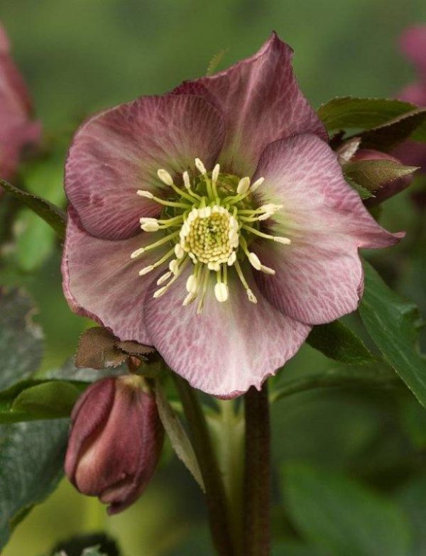 Helleborus Pretty Ellen Red