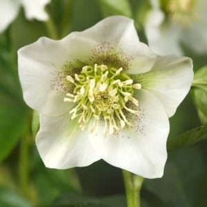 Helleborus Pretty Ellen White