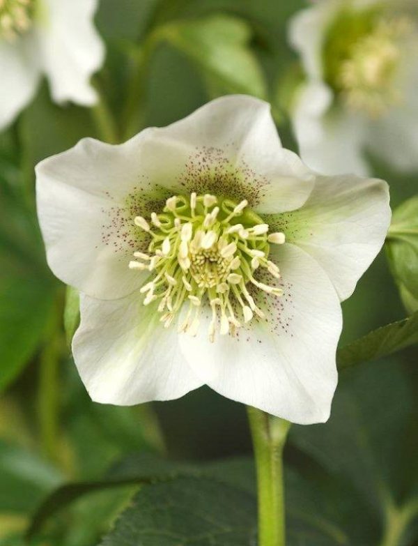 Helleborus Pretty Ellen White