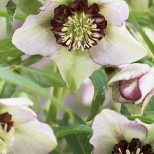 Helleborus Winter Emotions Anemone Picotee®