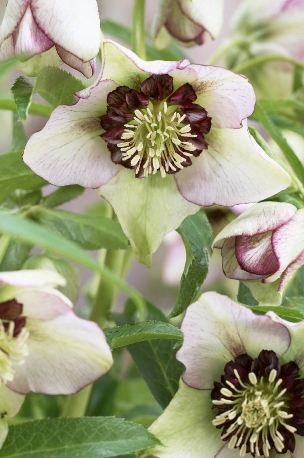 Helleborus Winter Emotions Anemone Picotee®
