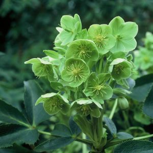 Helleborus argutifolius
