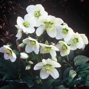 Helleborus niger