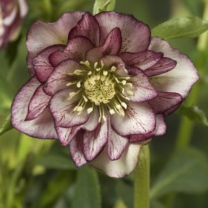 Helleborus Double Ellen Picotee®