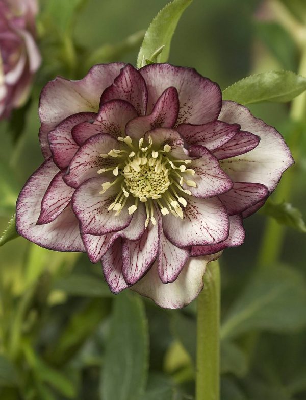 Helleborus Double Ellen Picotee®