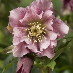 Helleborus Double Ellen Pink®