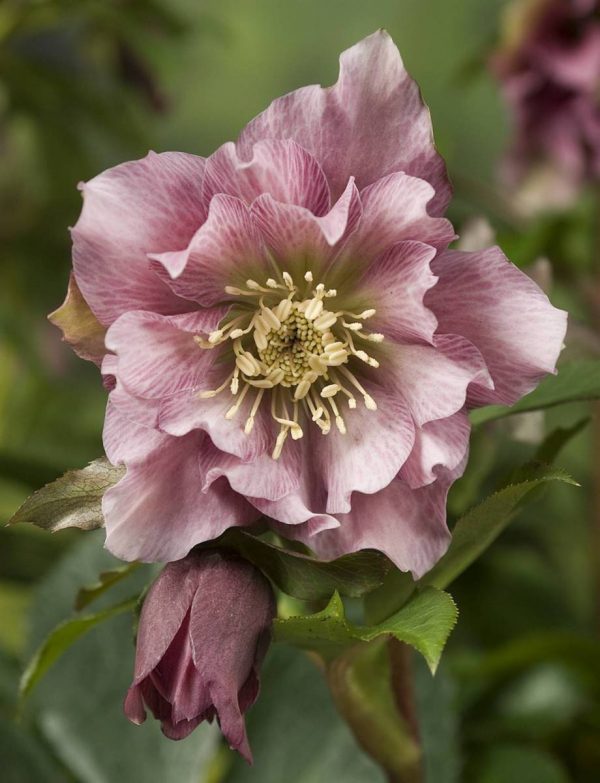 Helleborus Double Ellen Pink®