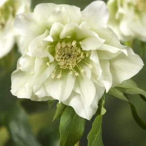 Helleborus Double Ellen White®