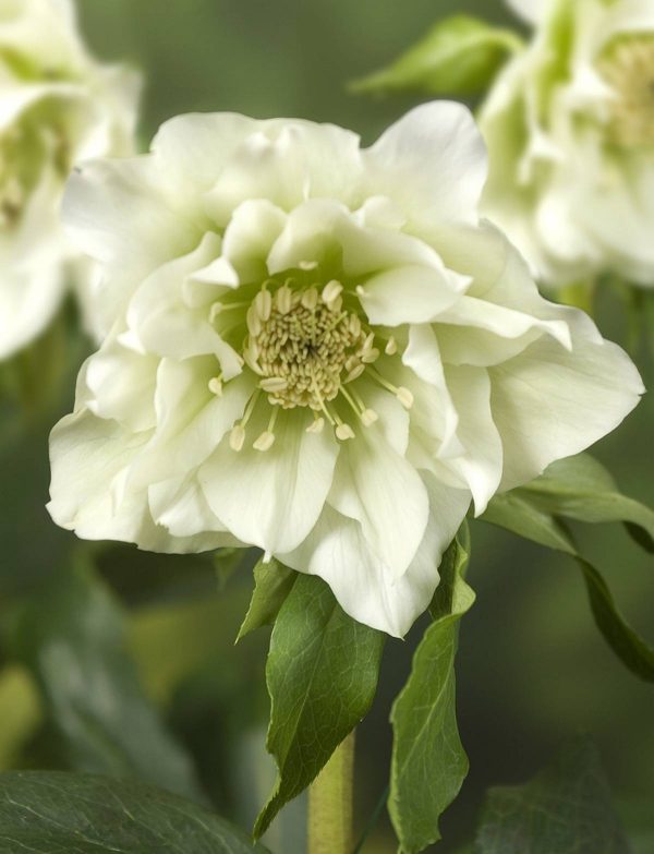 Helleborus Double Ellen White®