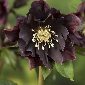 Helleborus Double Ellen Red®