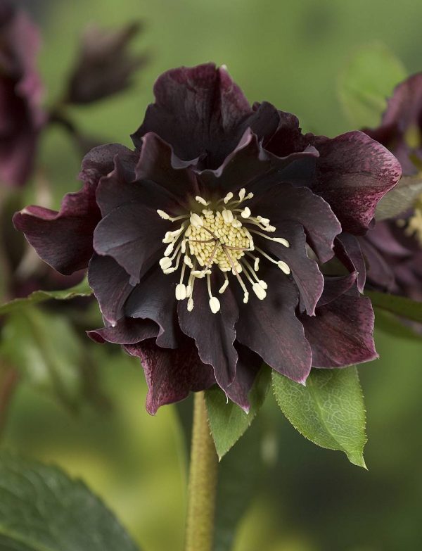 Helleborus Double Ellen Red®