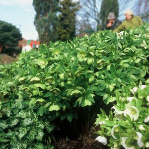 Helleborus orientalis