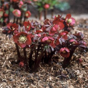 Helleborus Red Hybrids