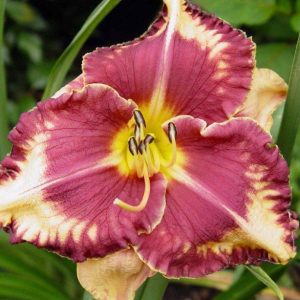 Hemerocallis on variety