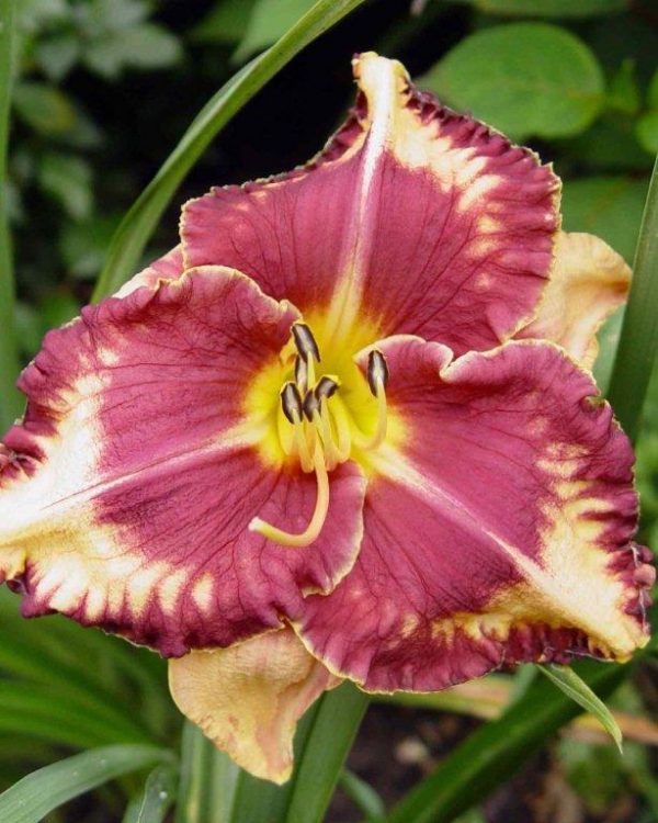 Hemerocallis Alexander hay